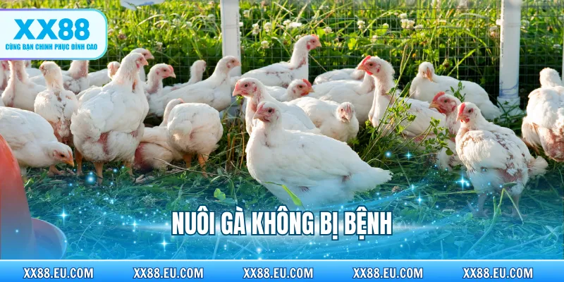 Nuôi Gà Không Bị Bệnh